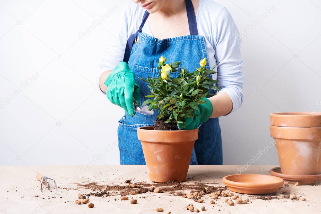 Close view of young woman planting roses in flower pot