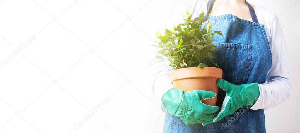 Close view of young woman planting roses in flower pot
