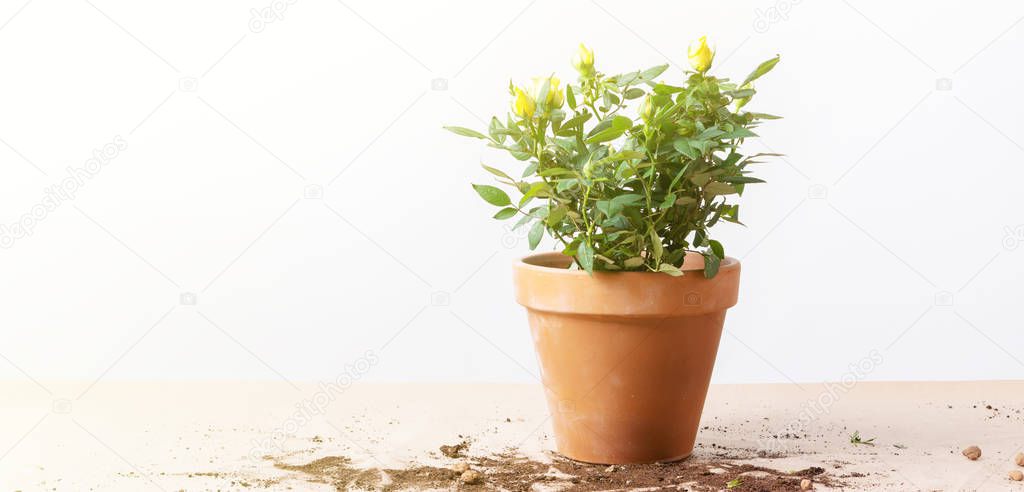 Mini Rose in ceramic flower pot and gardening tools on light background