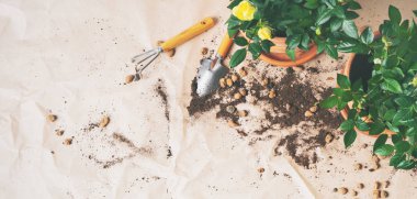 Bahçe aletleri ile küçük güller craft Kağıt arka plan üzerinde tencerede çerçevesinde