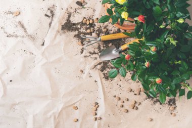 Bahçe aletleri ile küçük güller craft Kağıt arka plan üzerinde tencerede çerçevesinde