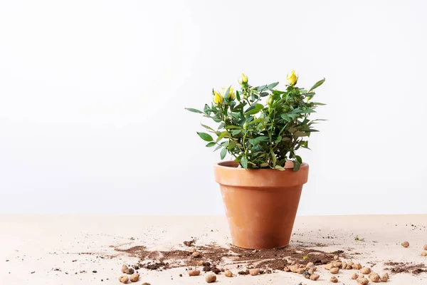 Mini Rose in ceramic flower pot and gardening tools on light background