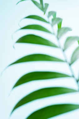 Parlak güneş ışınları karşı yeşil palmiye yaprağı 