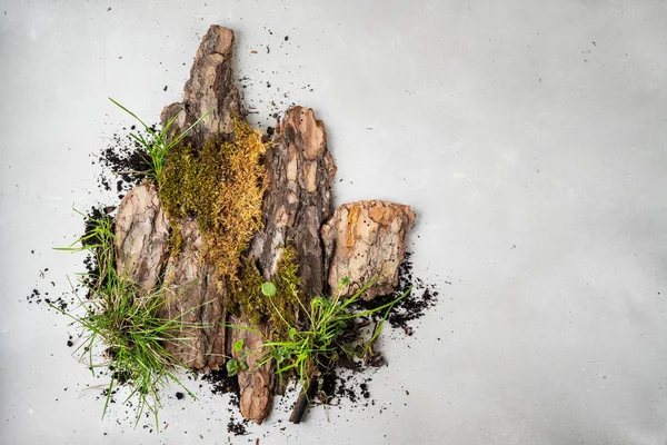 Árbol Corteza Orgánica Seca Musgo Gris Con Espacio Para Copiar — Foto de Stock