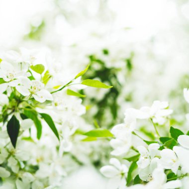 Yumuşak odak ile çiçek açan elma ağacının yakın görünümü 