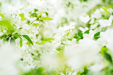 Yumuşak odak ile çiçek açan elma ağacının yakın görünümü 