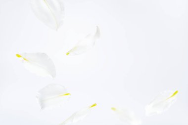 Hafif arka planda uçan zambak çiçekleri ve yaprakları