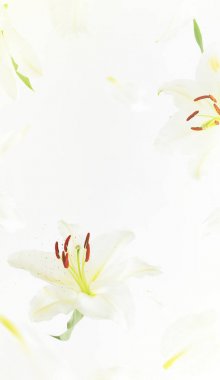 Hafif arka planda uçan zambak çiçekleri ve yaprakları