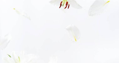 Hafif arka planda uçan zambak çiçekleri ve yaprakları