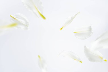 Hafif arka planda uçan zambak çiçekleri ve yaprakları