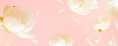 Uçan beyaz şakayık çiçekler ve açık pembe pastel arka plan yaprakları