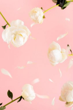 Uçan beyaz şakayık çiçekler ve açık pembe pastel arka plan yaprakları