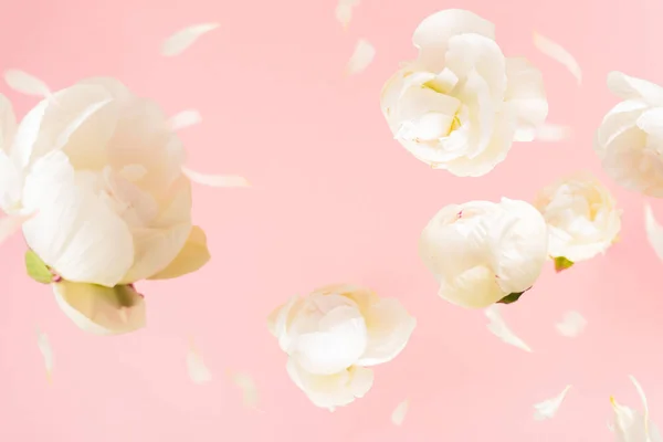 Flying white peony flowers and petals on light pink pastel background