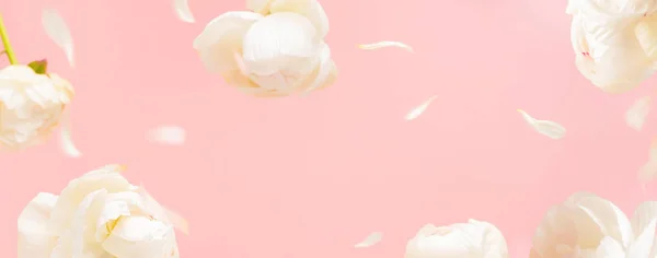 Flying white peony flowers and petals on light pink pastel background