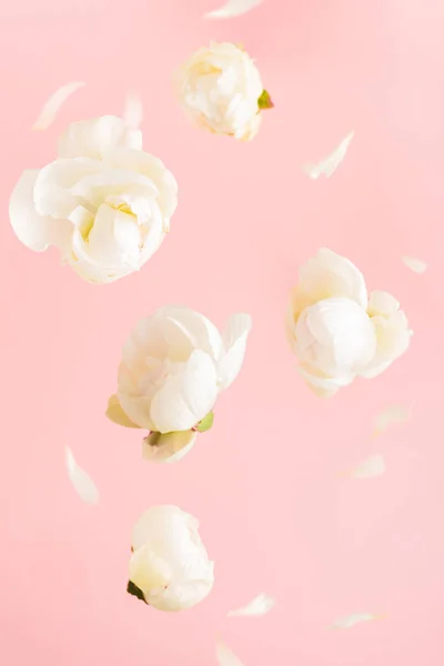 Flying white peony flowers and petals on light pink pastel background