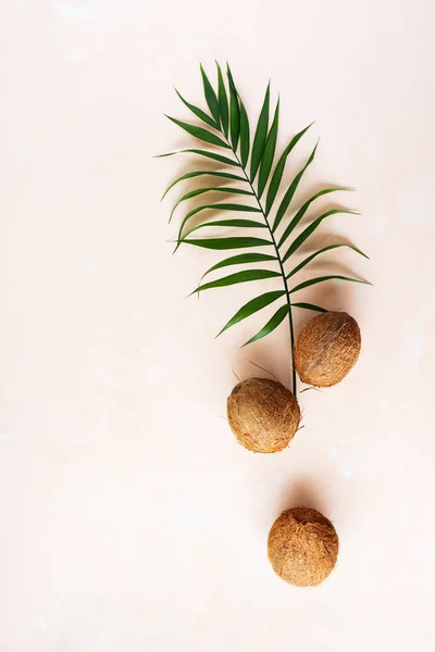 Green palm leaf and pile of coconuts on pink pastel background