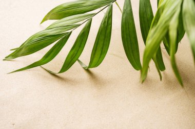 Yeşil palmiye yaprakları parlak güneş ışınları karşı 