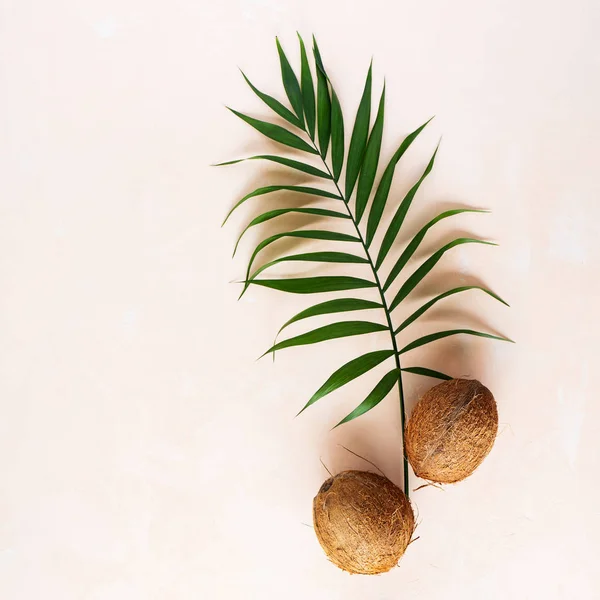 Groene Palm Blad Met Kokosnoten Shell Roze Pastel Achtergrond — Stockfoto