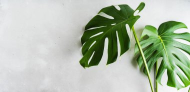 Taze yeşil Monstera gri beton arka plan üzerinde yaprakları