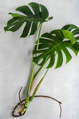 Taze yeşil Monstera gri beton arka plan üzerinde yaprakları