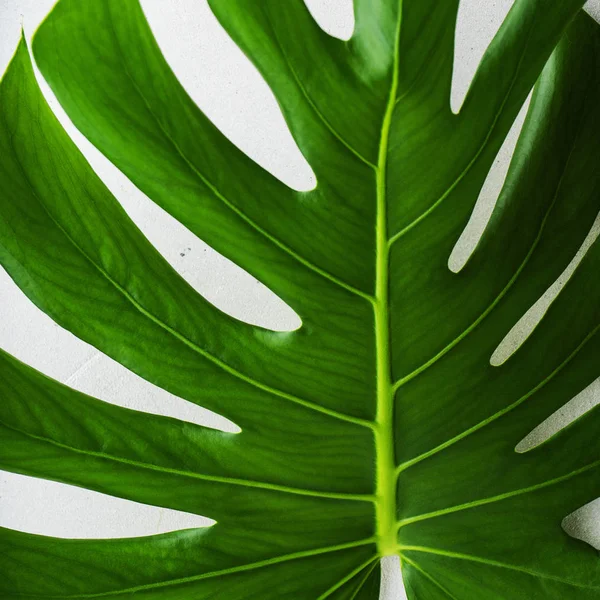 Близкий Вид Свежий Зеленый Лист Монстера Сером Бетонном Фоне — стоковое фото