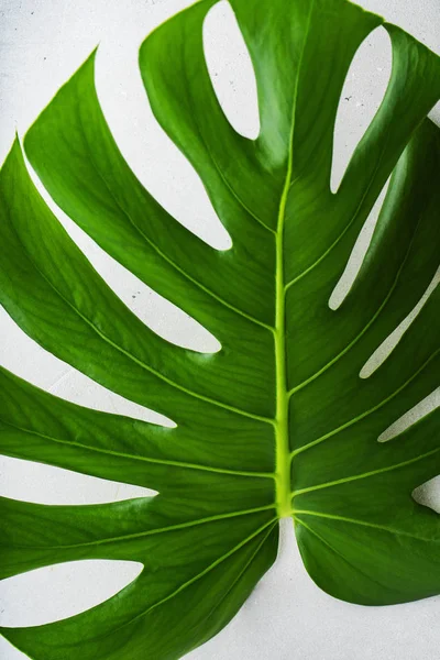 Vue Rapprochée Feuille Monstera Verte Fraîche Sur Fond Béton Gris — Photo