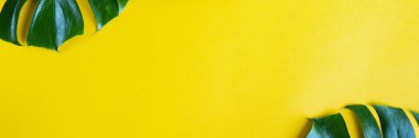 Sarı arka plan üzerinde taze yeşil monstera dalları 