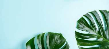 Turkuaz açık mavi arka plan üzerinde monstera yaprakları yakın görünümü