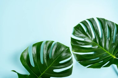 Turkuaz açık mavi arka plan üzerinde monstera yaprakları yakın görünümü