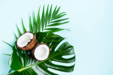 Turkuaz mavi ışık arka plan üzerinde palmiye yaprakları taze hindistan cevizi ile Kompozisyon