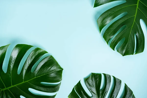 Vue Rapprochée Des Feuilles Monstère Sur Fond Bleu Clair Turquoise — Photo