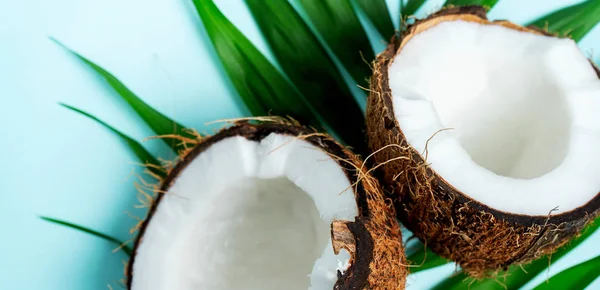 Samenstelling Met Verse Kokosnoot Palm Blad Turquoise Blauw Licht Achtergrond — Stockfoto