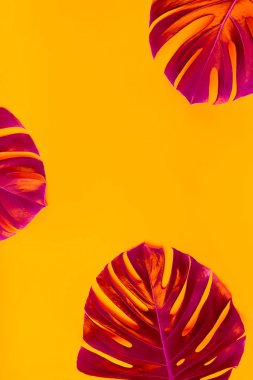 Parlak sarı arka plan üzerinde pembe parlayan monstera yaprakları yakın görünümü