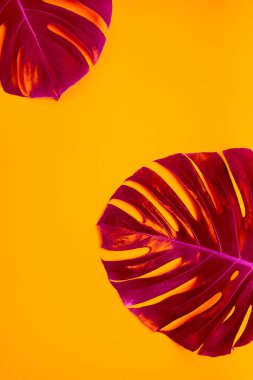 Parlak sarı arka plan üzerinde pembe parlayan monstera yaprakları yakın görünümü