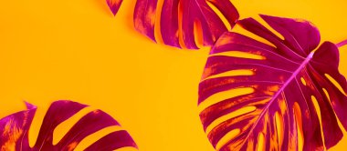 Parlak sarı arka plan üzerinde pembe parlayan monstera yaprakları yakın görünümü