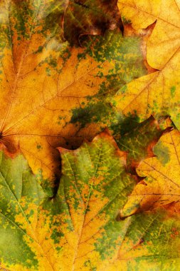 Renkli akçaağaç yaprakları ile Sonbahar arka plan. Yaratıcı sezon düzeni.