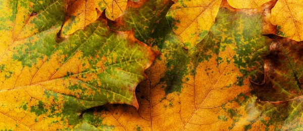 Fond Automne Avec Des Feuilles Érable Colorées Mise Page Saison — Photo