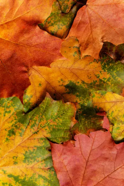 Herbst Hintergrund Mit Farbigen Ahornblättern Kreative Saisongestaltung — Stockfoto