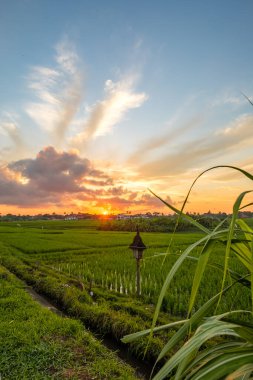 Pirinç tarlasında şafak vakti. Yaprakların arasından pirinç tarlasına bak. Pirinç tarlasında Hindu tanrılarına sunulan sunak. Bali, Endonezya
