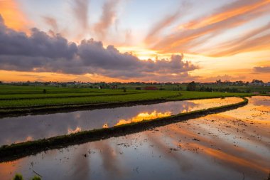 Suyun üzerinde güneşin doğuşu pirinç tarlalarını sular altında bıraktı. Gökyüzünün yansıması ve şafak vakti sudaki bulutlar.