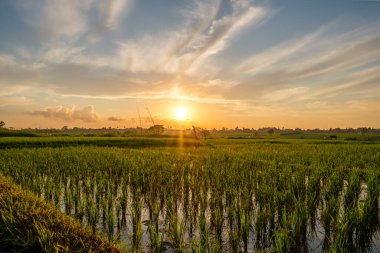 Güneş pirinç tarlasının üzerinden doğuyor. Pirinç tarlasında küçük filizler suyla dolmuş. Bali, Endonezya. Güneşin doğuşundaki pirinç tarlasının güzel manzarası. Bulutlarla parıldayan altın gökyüzü