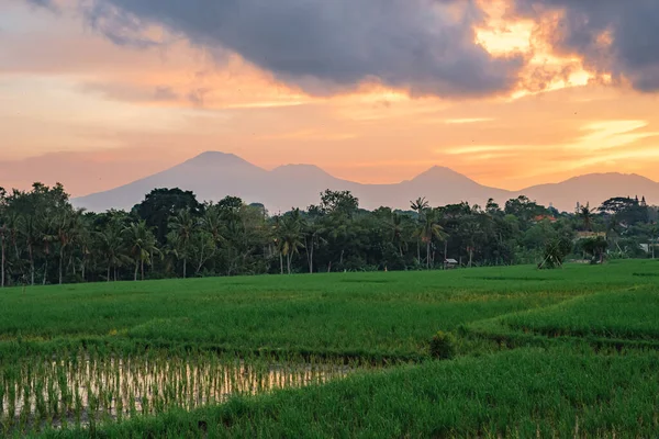 Güneş doğarken sarı gökyüzü, pirinç tarlalarının üzerinde mavi bulutlar ve dağların arka planında palmiye ağaçları. Balili pirinç ormanlarının üzerinde güzel bir gün doğumu. Atmosferik tropik görünüm.