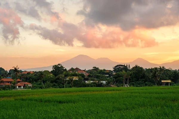 Güneş doğarken sarı gökyüzü, pirinç tarlalarının üzerinde mavi bulutlar ve dağların arka planında palmiye ağaçları. Balili pirinç ormanlarının üzerinde güzel bir gün doğumu. Atmosferik tropik görünüm.