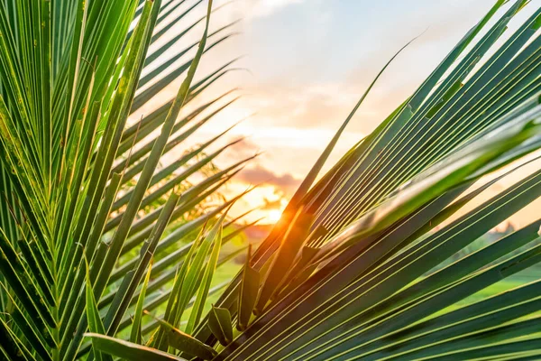 The sun shines through palm leaves at dawn. Close-up photograph of palm leaves. Close-up photograph of palm leaves at sunrise. Bright warm sunlight.