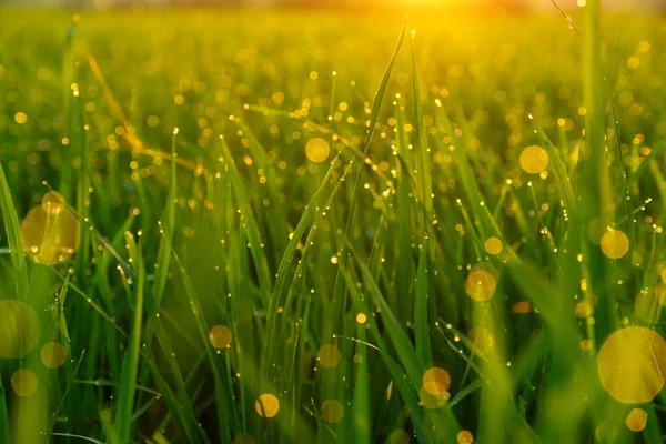 清晨阳光明媚 绿草上的露珠闪闪发光 黎明时分 露珠闪烁着金色的光芒 日出时稻田关门了 — 图库照片