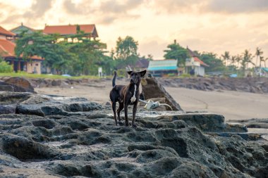 Sahilde gün doğumunda siyah bir sokak köpeği taşların üzerinde duruyor. Seseh, Bali, Endonezya