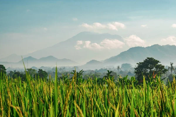 Bali adasındaki Agung yanardağının arka planına karşı yeşil pirinç terasları. Sabah Balesi manzarası. Sabah pirinç tarlası ve volkan sisli.
