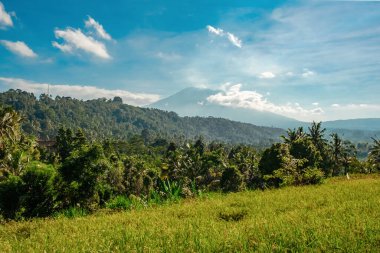 Bali adasındaki Agung yanardağının arka planına karşı yeşil pirinç terasları. Sabah Balesi manzarası. Sabah pirinç tarlası ve volkan sisli.