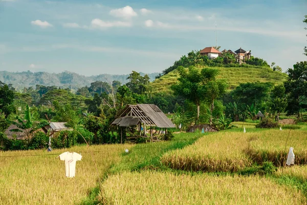 Olgunlaşmış pirinç tarlalarını bayraklar, korkuluklar, bir baraka ve tepede bir tapınak ile görmek. Bali, Endonezya