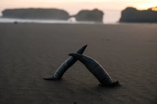 Bir kumsalın siyah kumlarında iki boynuz. Gün batımında sahilde bir çift boynuz.